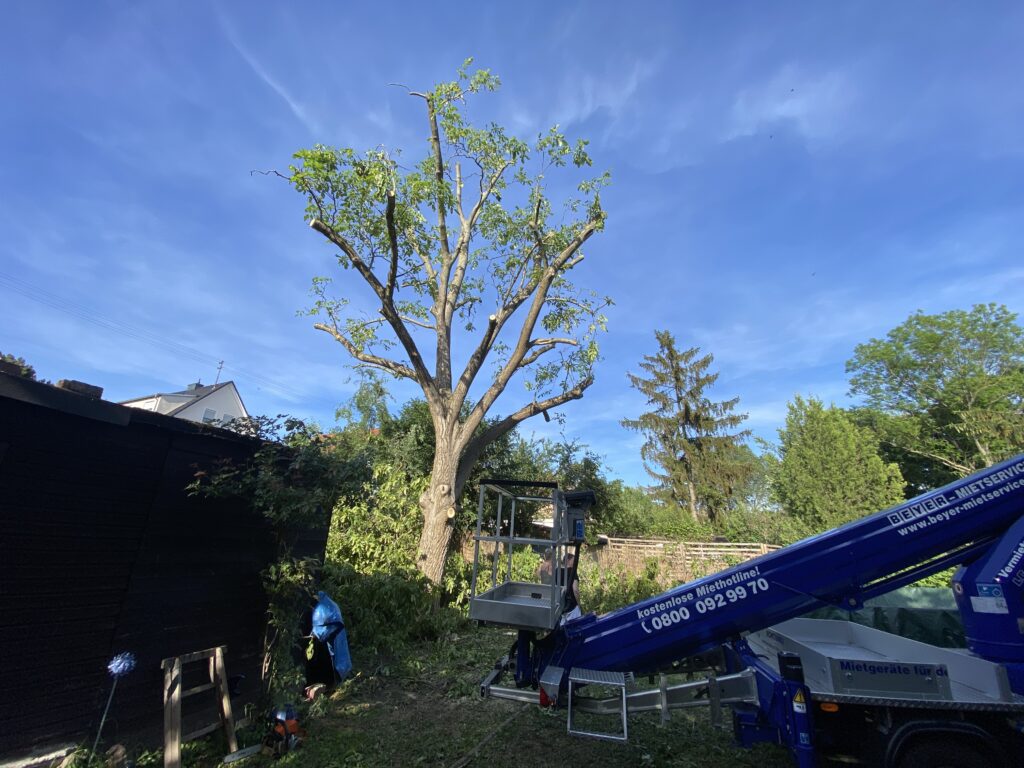 Albero con la chioma ridotta accanto a una piattaforma aerea autocarrata in un giardino